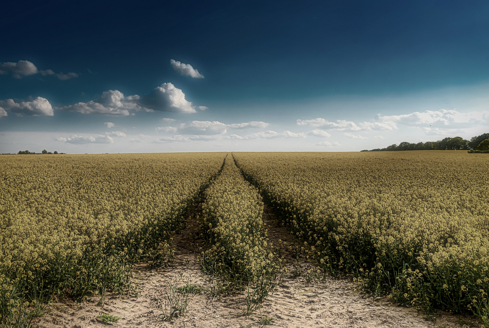 Raps version 2 Foto & Bild | landschaft, Äcker, felder & wiesen, raps Bilder auf fotocommunity