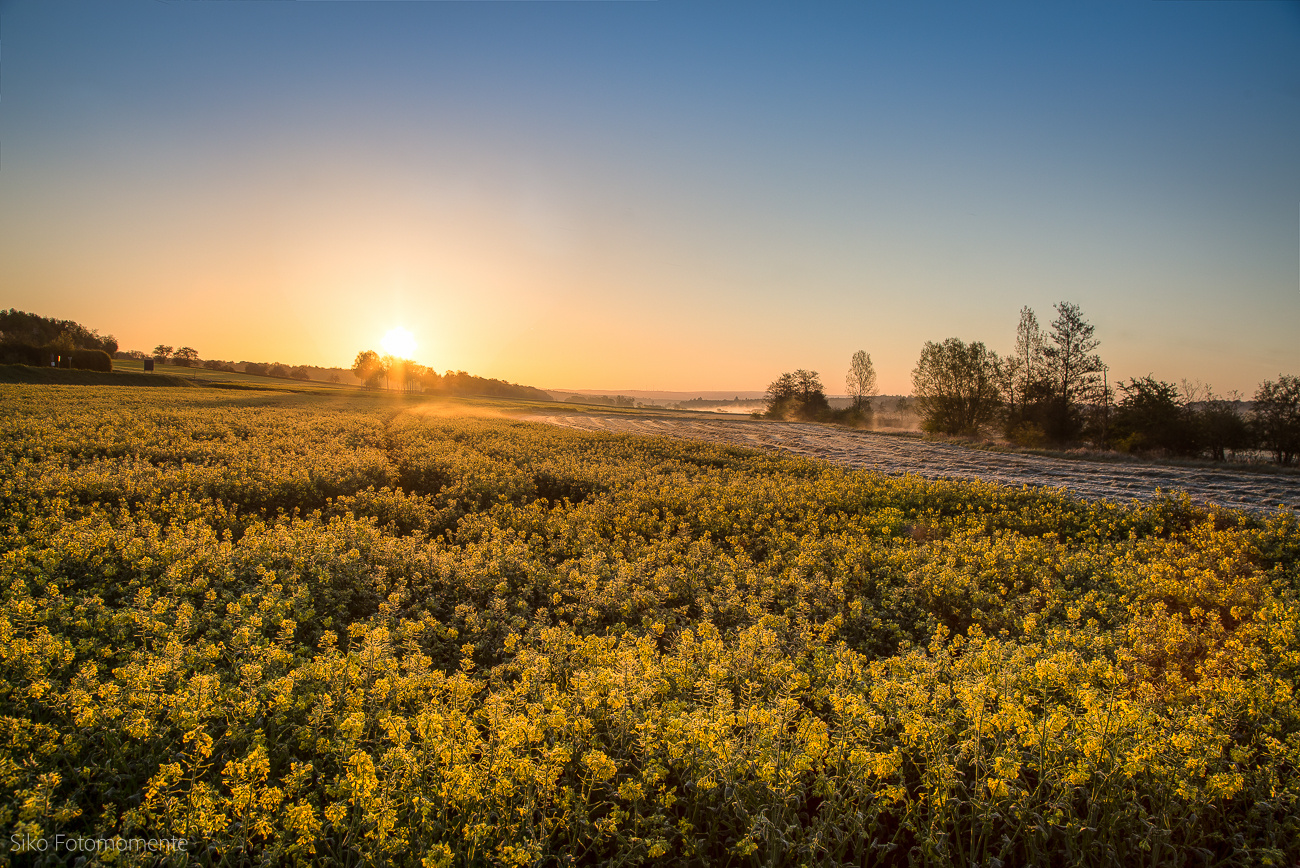 Raps vom Licht geweckt 