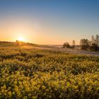 Raps vom Licht geweckt 