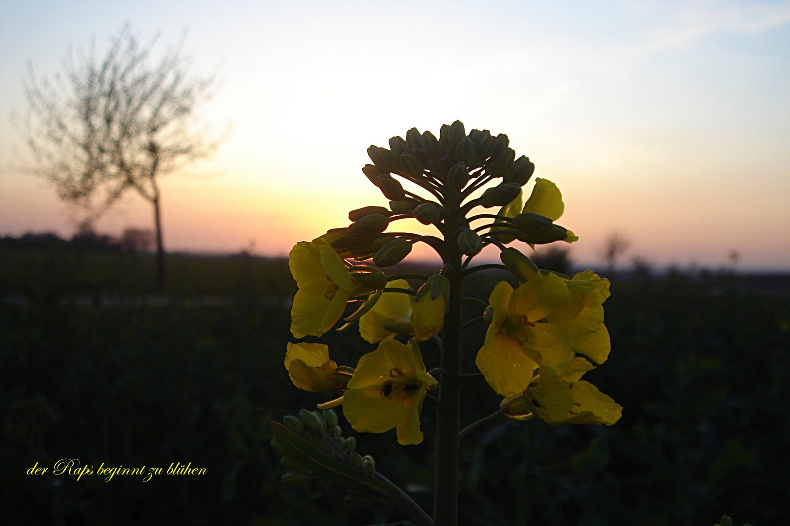 Raps vor dem Abendhimmel