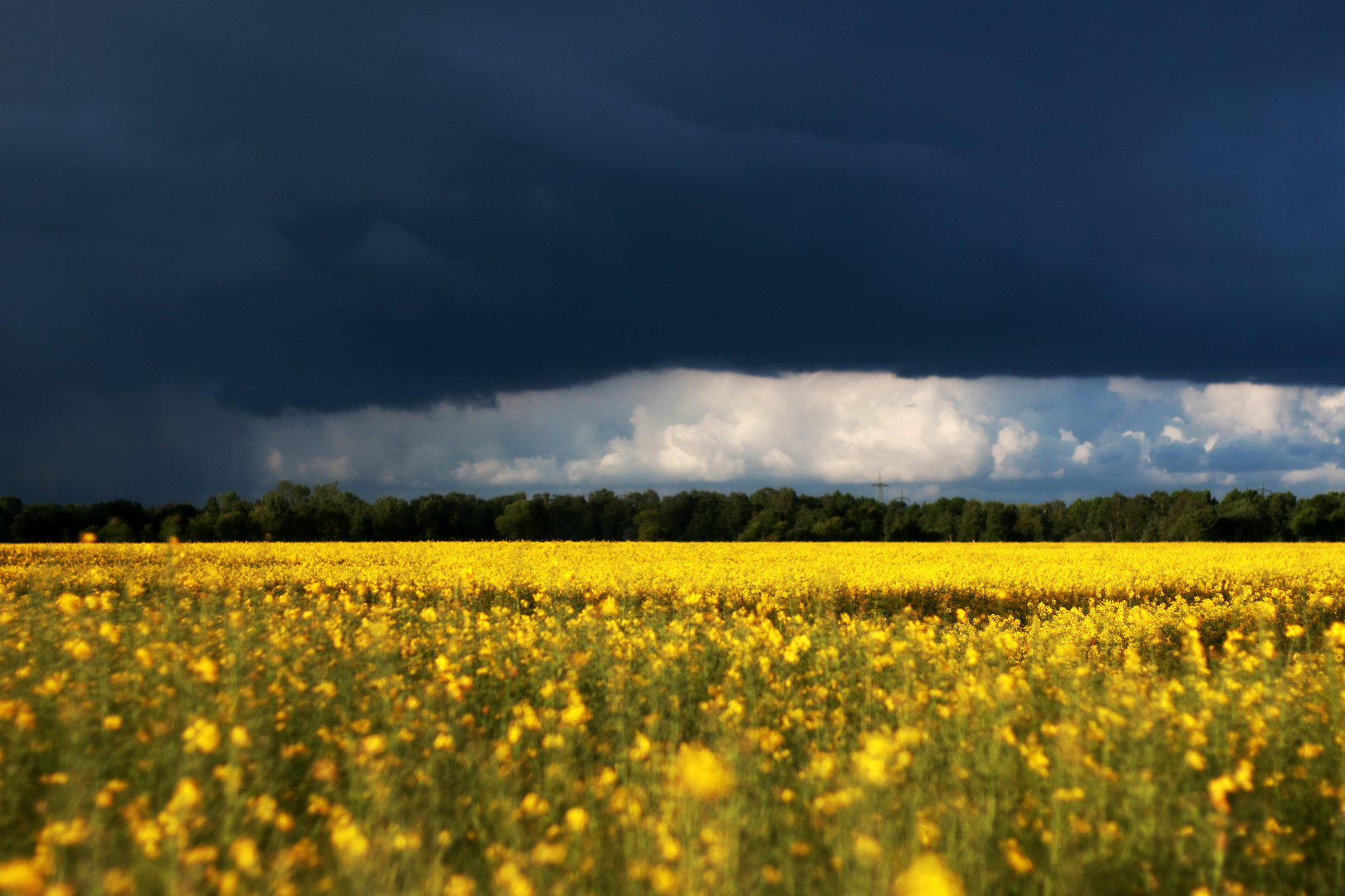 Raps vor dem Gewitter