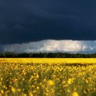 Raps vor dem Gewitter