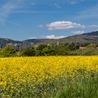 Raps vor den Höhen des Taunus