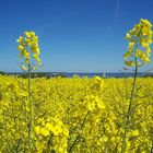 Raps vor der Flensburger Förde