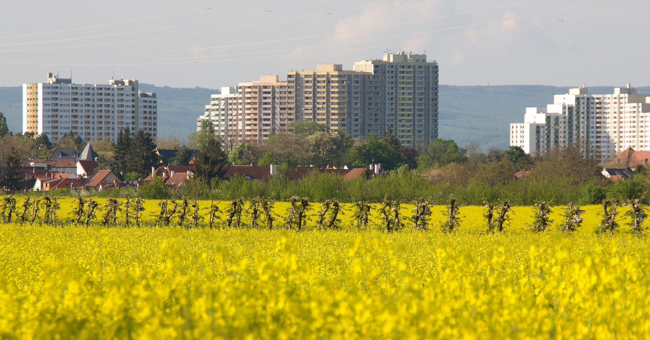 Raps vor Gonsenheim