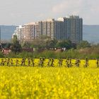 Raps vor Gonsenheim