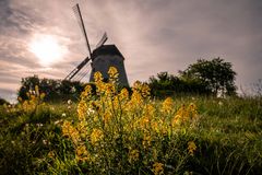 Raps vor Mühle kurz vor Sonnenuntergang