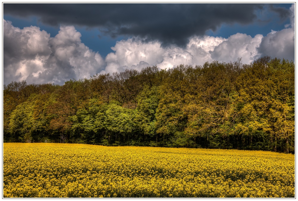 Raps, Wald und Wolken