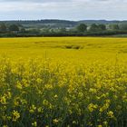 Raps, Wasser, Backstein, Grünzeug und Himmel