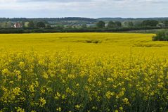 Raps, Wasser, Backstein, Grünzeug und Himmel