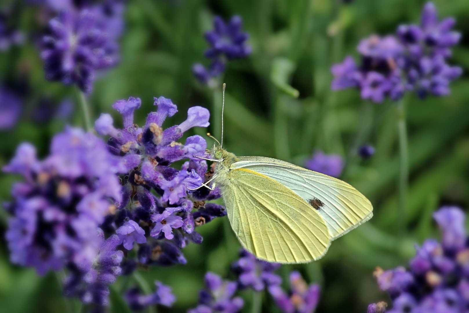 Raps-Weißling (Pieris napi) an Lavendel