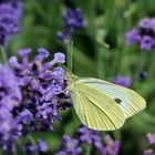 Raps-Weißling (Pieris napi) an Lavendel