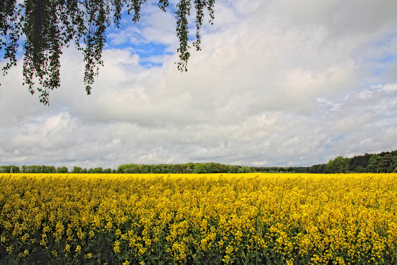 Raps wohin das Auge schaut