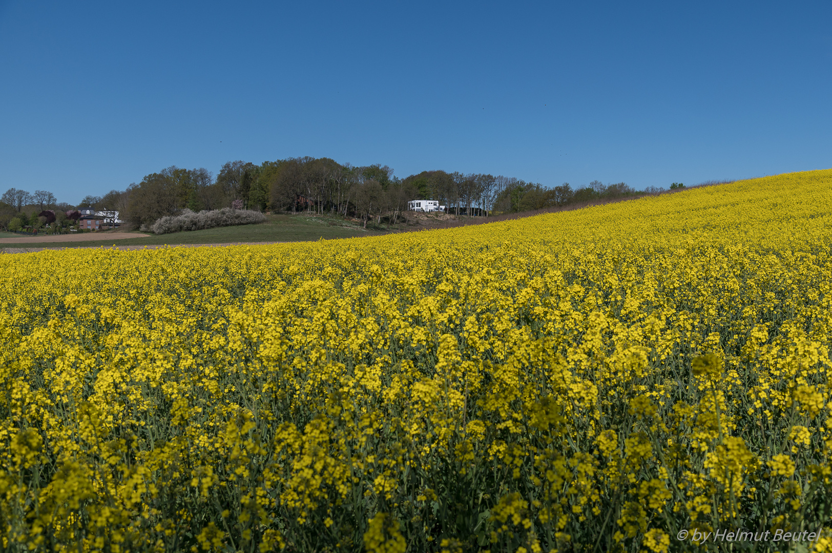 Raps - Wohnlandschaft