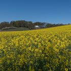 Raps - Wohnlandschaft