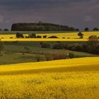 Raps zwischen Dauergrünland