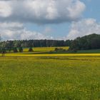 Raps zwischen Wiesen und Wald