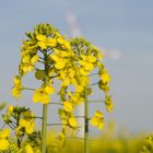 Raps zwischen Windkraft