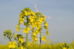 Raps zwischen Windkraft