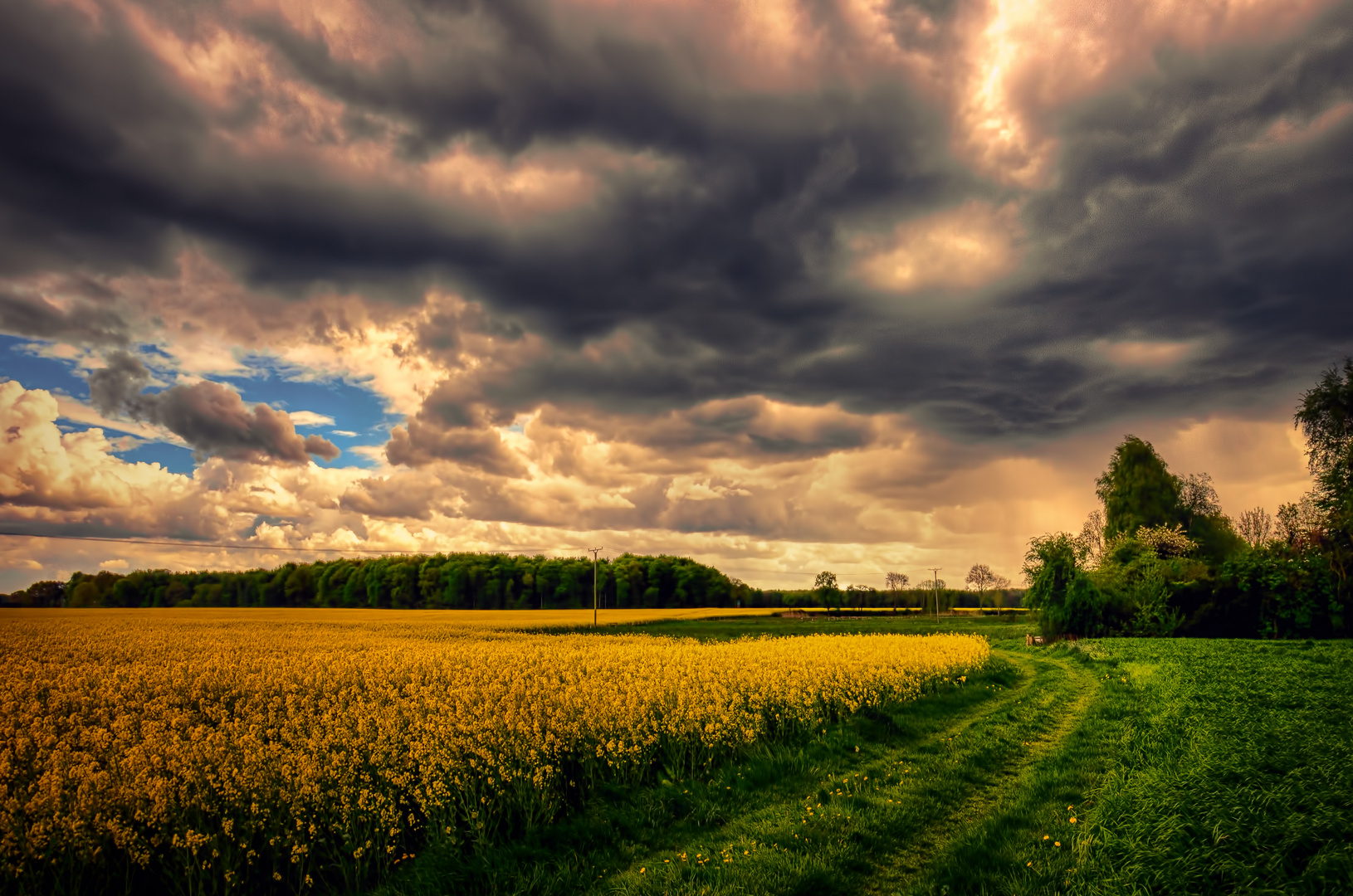 Raps zwischen Xanten und Sonsbeck