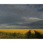 Raps,Abendsonne und Gewitter über Böhmen