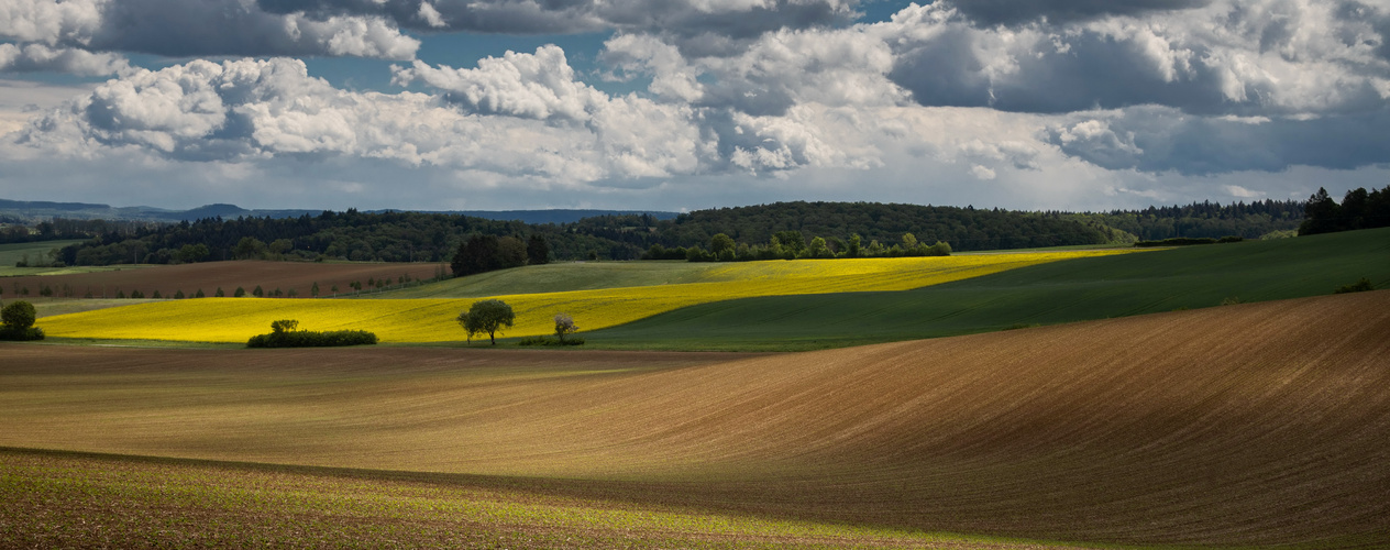 Raps.Acker.Feld.Wiese..