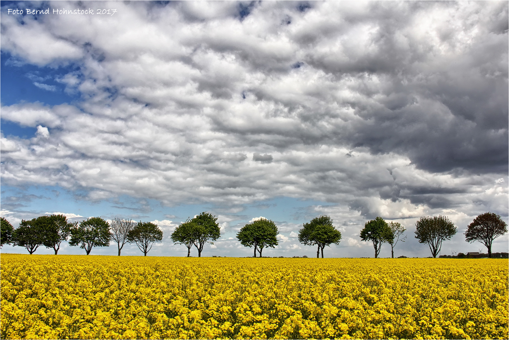 Rapsallee am Niederrhein ....