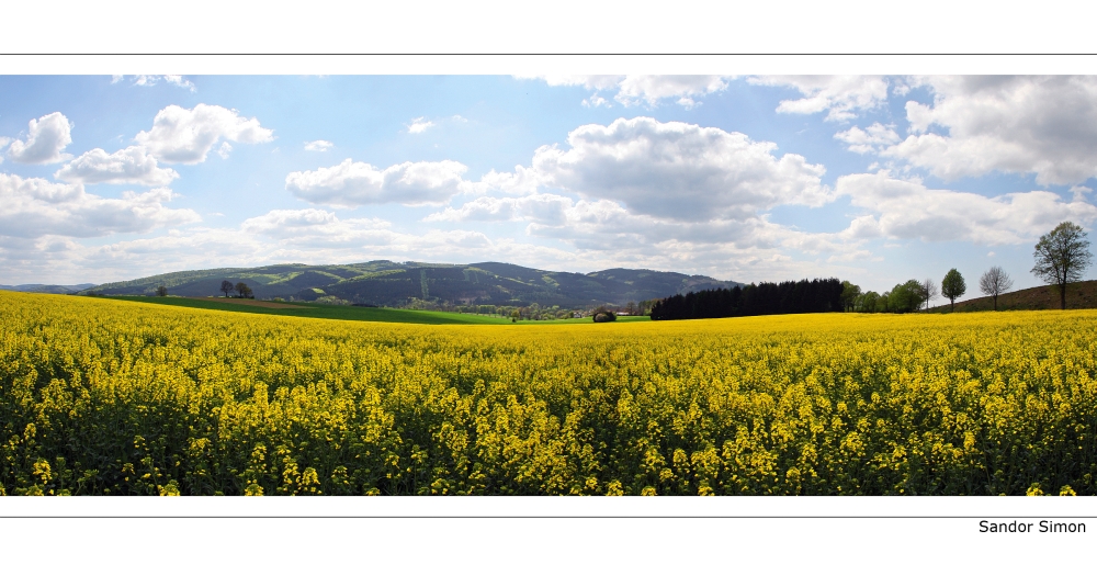 Rapsanbau im Sauerland von Sandor Simon