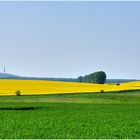 Rapsbild 8 - Blick auf den Petersberg