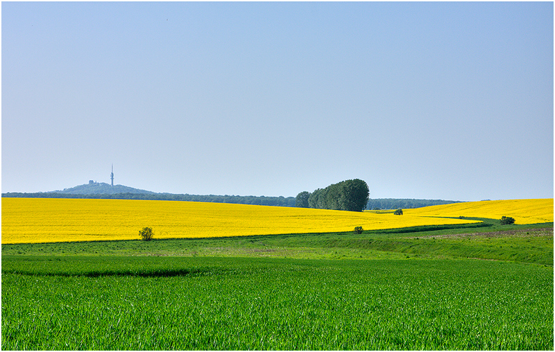 Rapsbild 8 - Blick auf den Petersberg