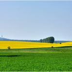 Rapsbild 8 - Blick auf den Petersberg