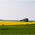 Rapsbild 9 - Blick auf den Petersberg