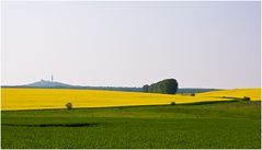 Rapsbild 9 - Blick auf den Petersberg