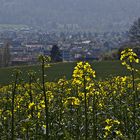 Rapsblick auf Hameln