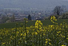 Rapsblick auf Hameln