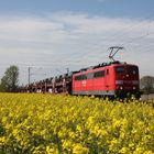 Rapsblühte mit DB Schenker Rail 151 141-9