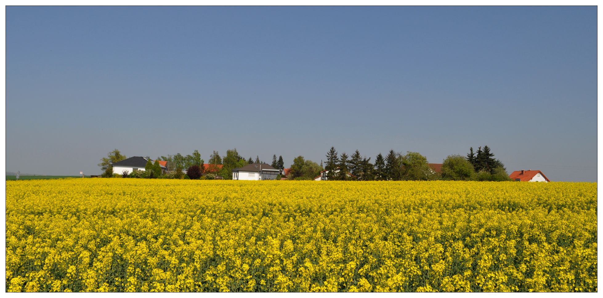 Rapsblüte 2011 , Teil 3