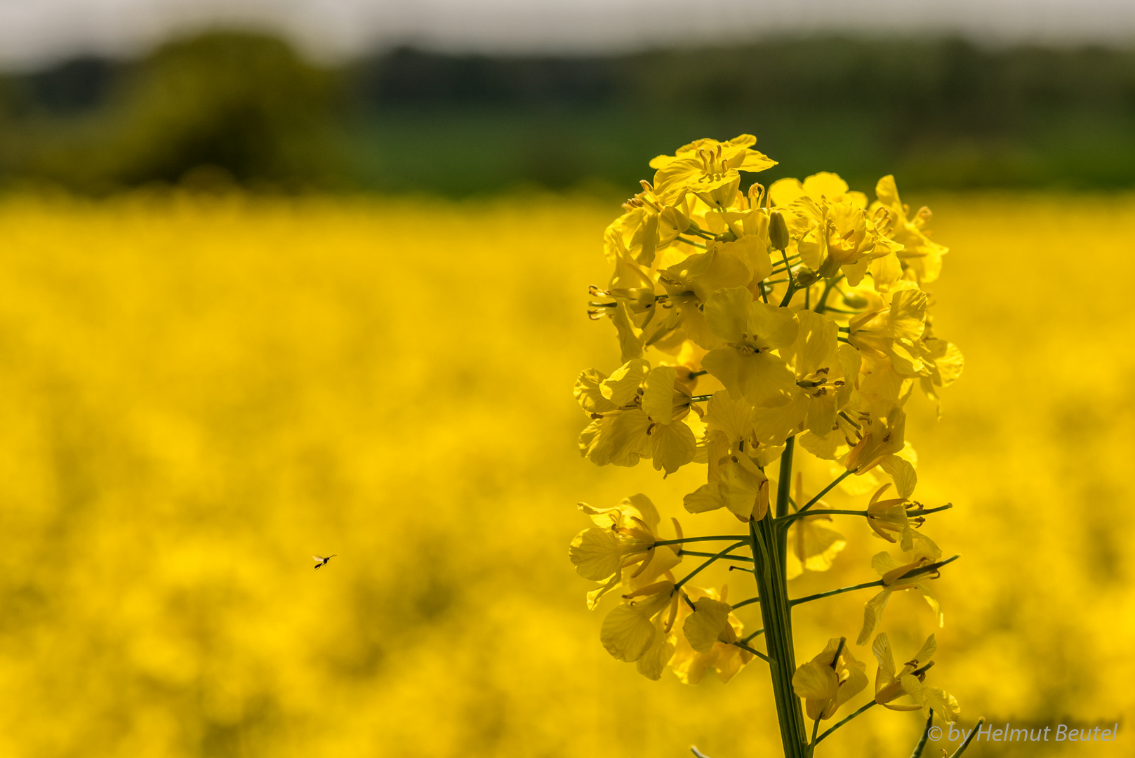 Rapsblüte 2017 - 2