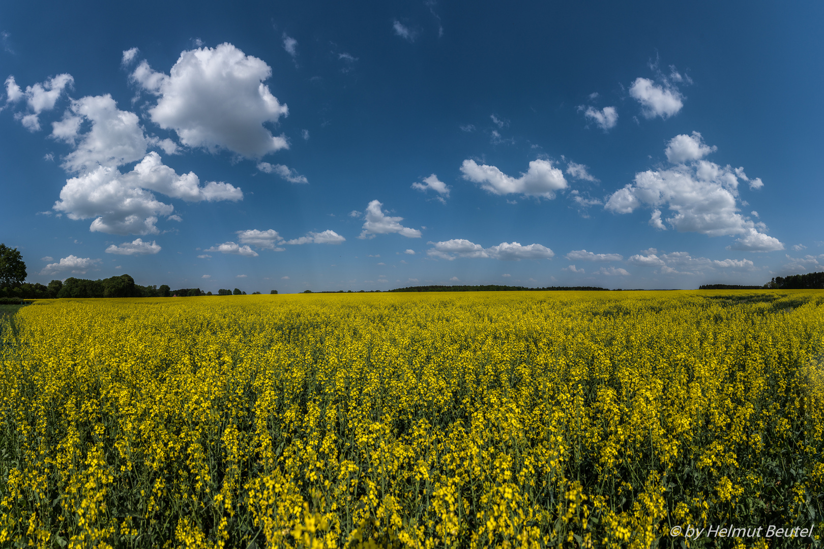 Rapsblüte 2018