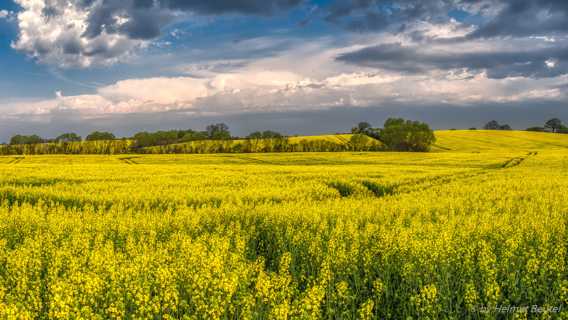 Rapsblüte 2019 -2