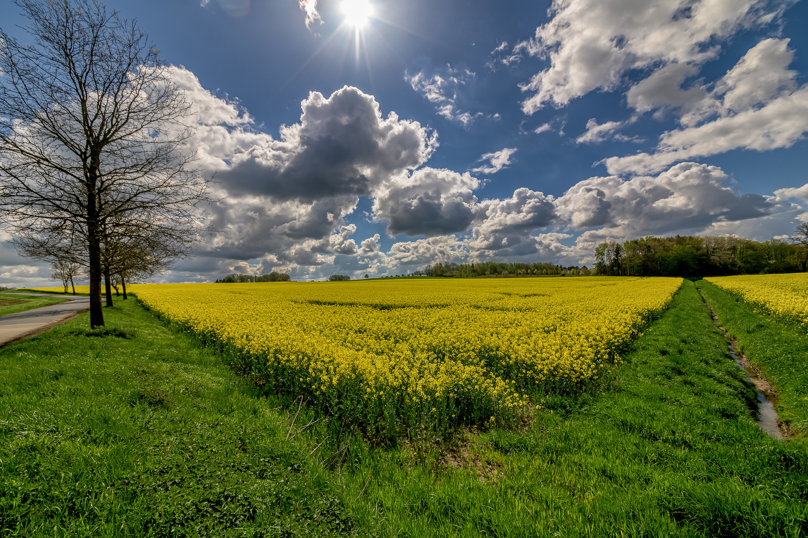 Rapsblüte 2024 -Beckedorf