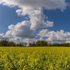 Rapsblüte 2024 - Lindhorst