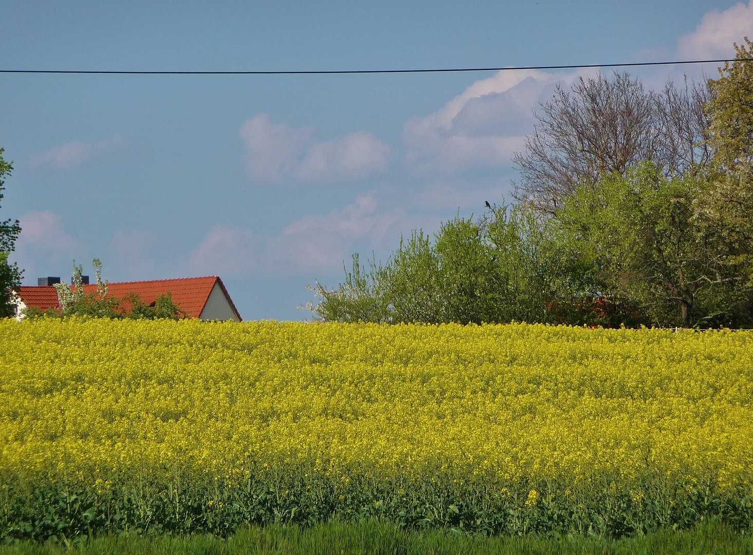 Rapsblüte