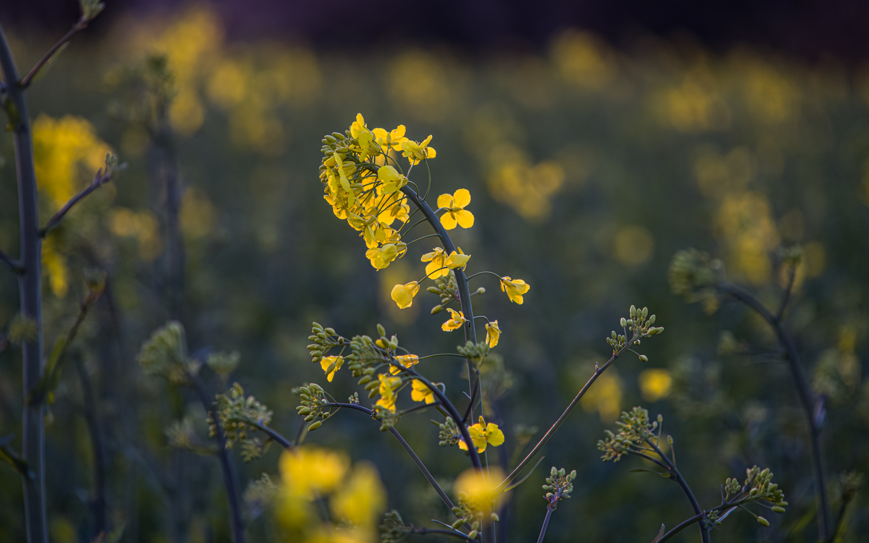 Rapsblüte am Abend