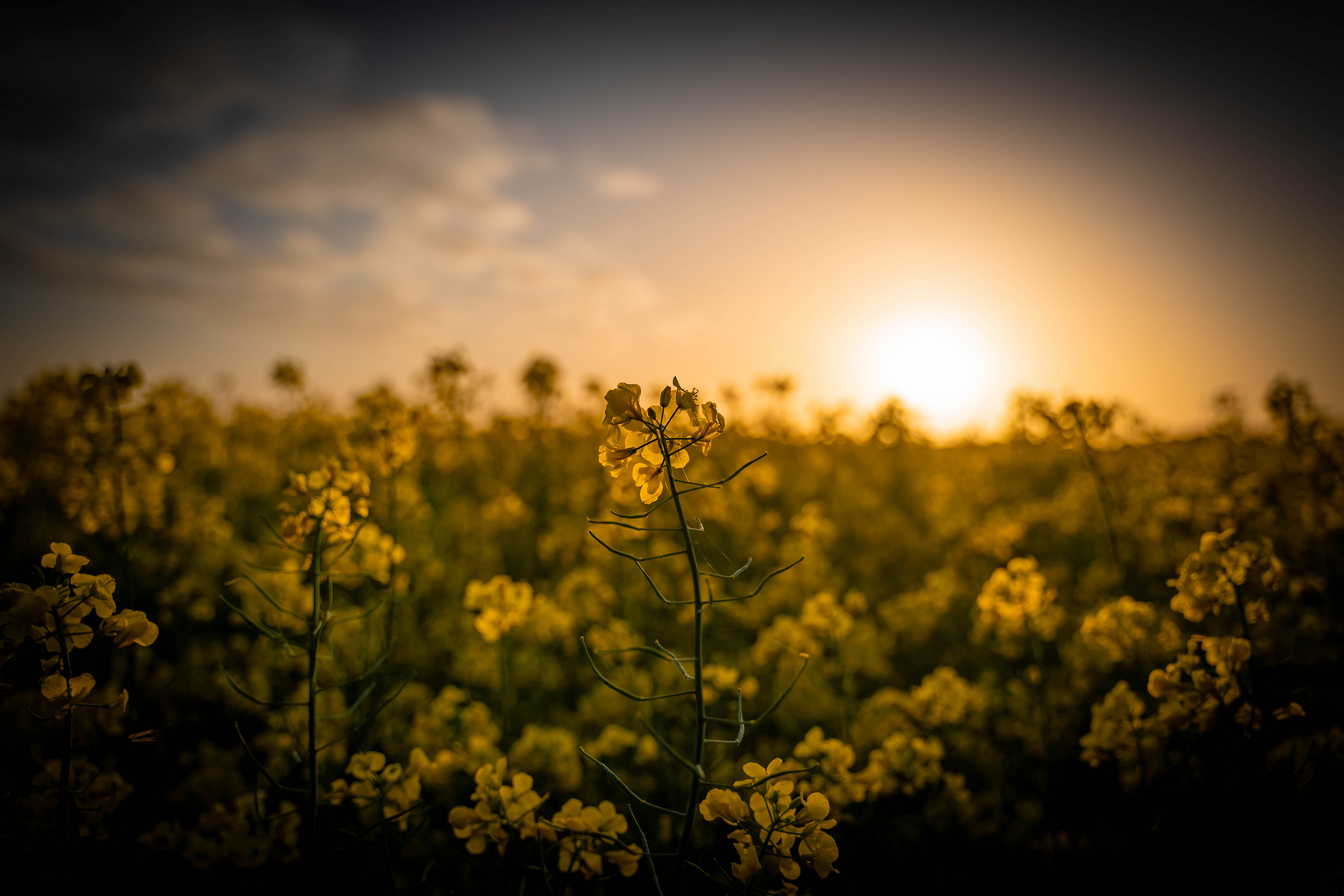 Rapsblüte am Abend