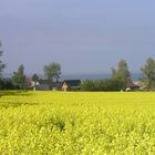 Rapsblüte am Bodden