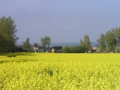 Rapsblüte am Bodden