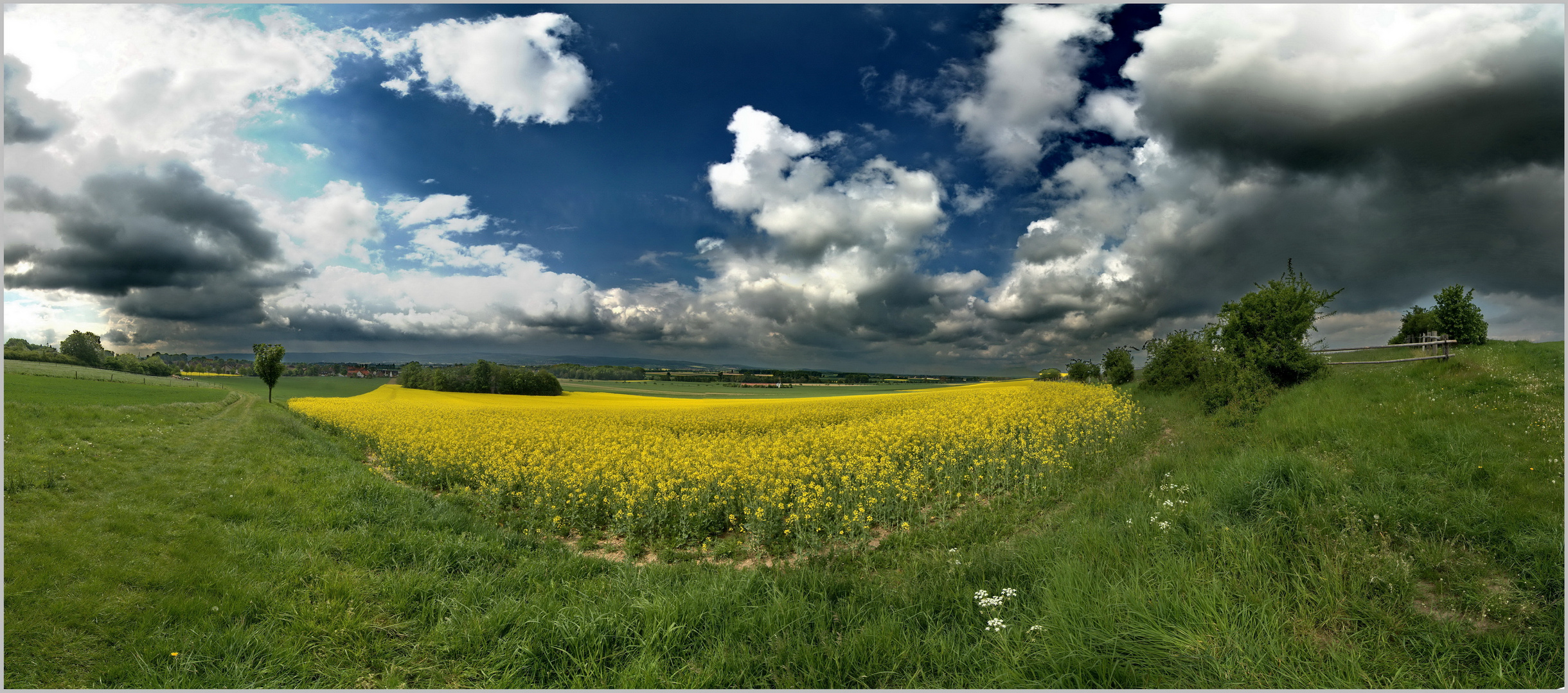 Rapsblüte am Deister