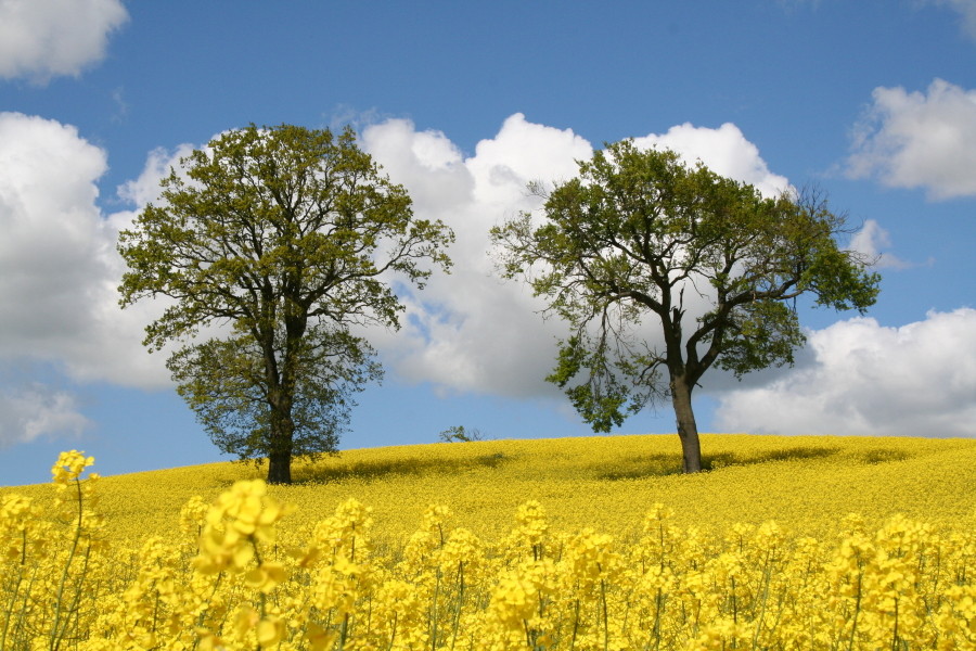 Rapsblüte am Kellersee.