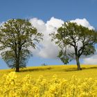 Rapsblüte am Kellersee.